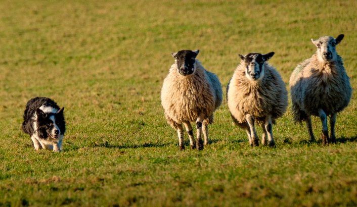 Imagem de capa - Il cane del Pastore