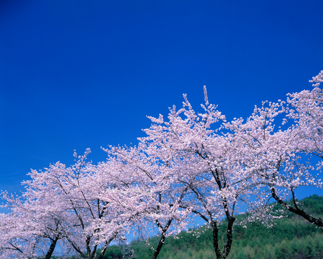 Blossoming Cherry trees under a clear blue sky