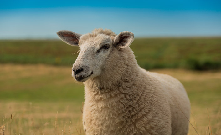 Imagem de capa - Características da ovelha