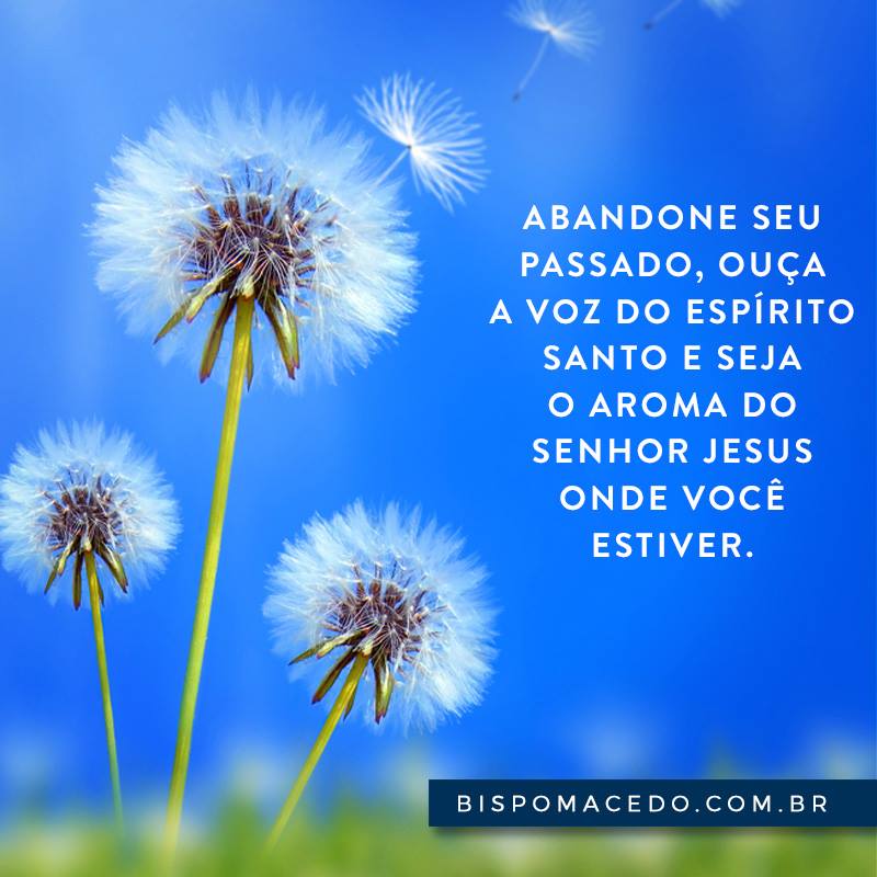 Flores dente de leão