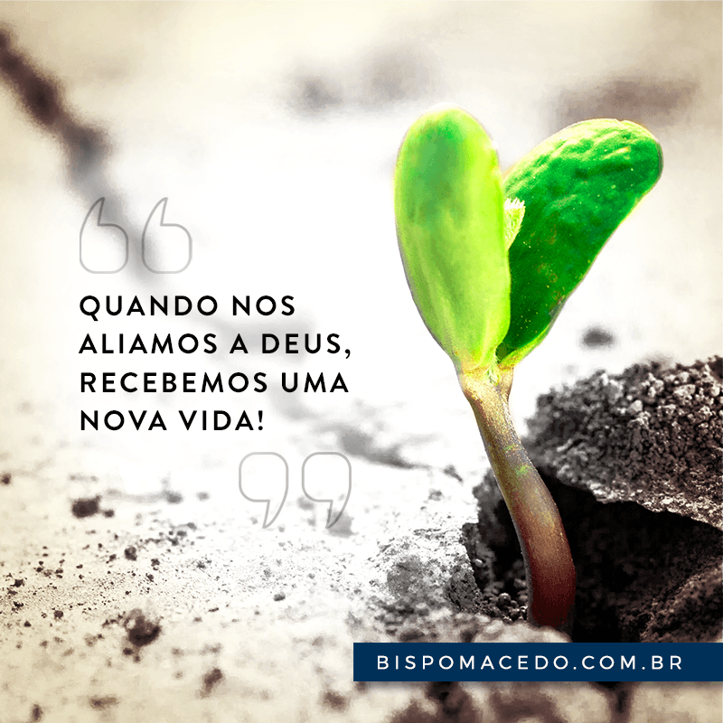 Um broto verde nascendo no meio das pedras