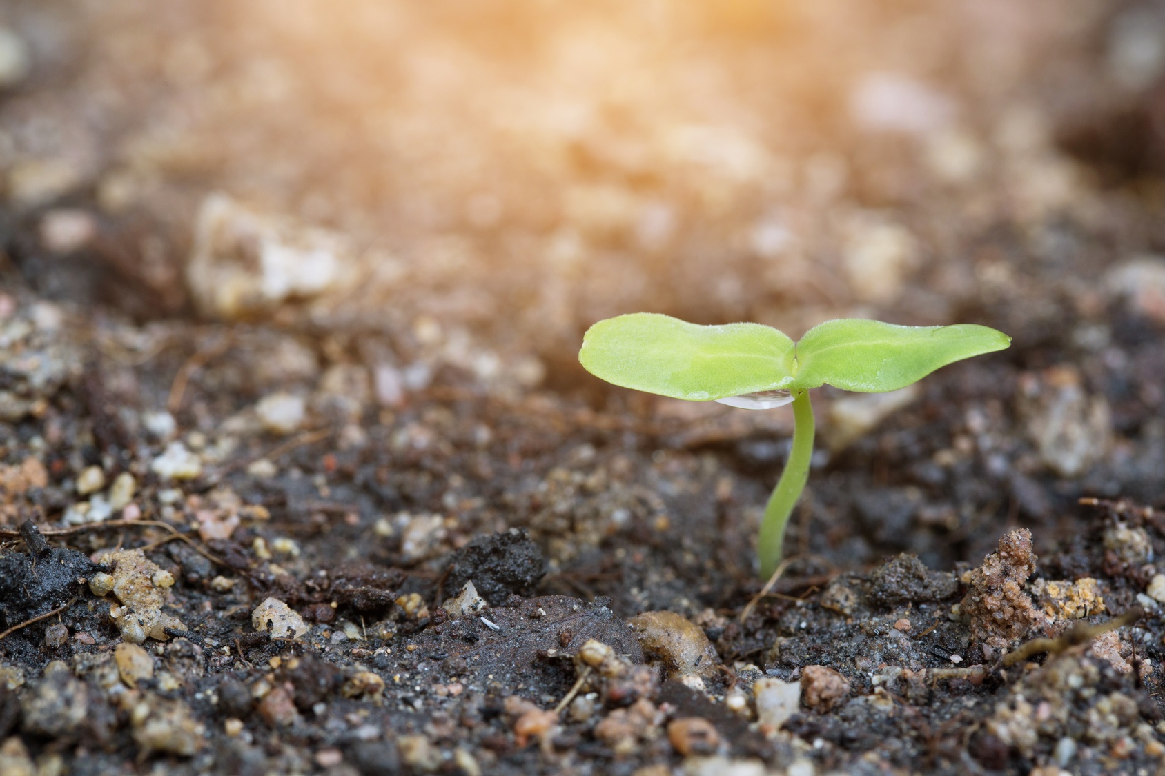 Young plant in sapling of the tree And a drop of water and the morning light.