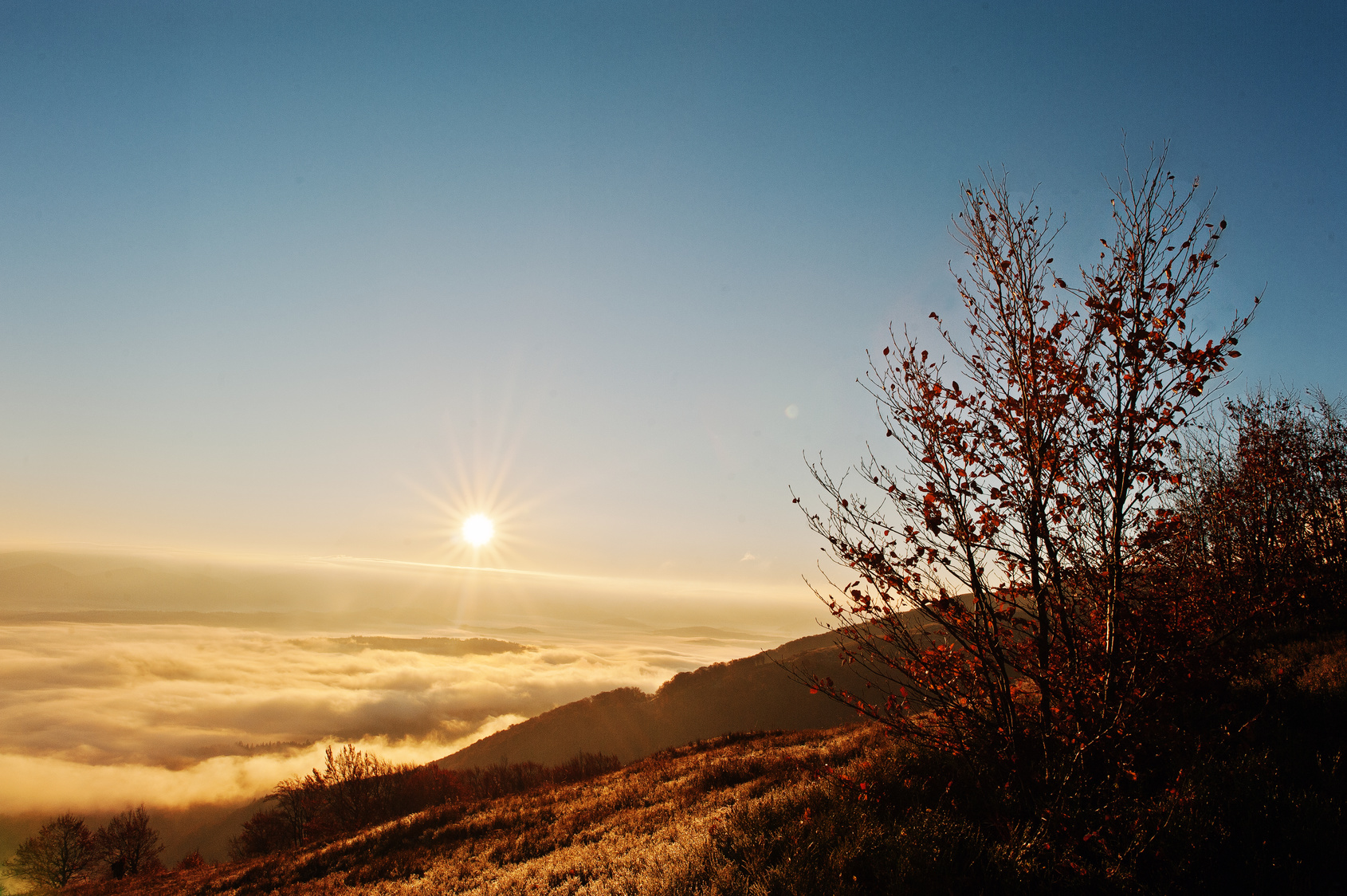 Autumn trrees background amazing picturesque landscape of Carpat