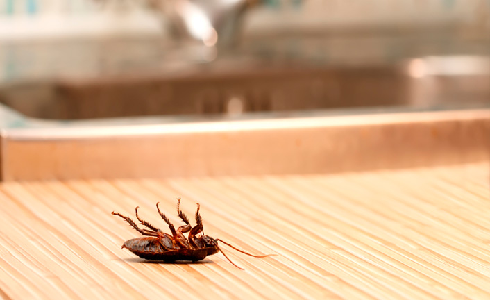 Imagem de capa - Baratas tontas