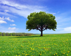 Imagem de capa - Десятина и человек, дающий десятину