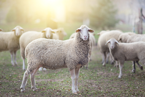Imagem de capa - As Minhas ovelhas ouvem a Minha voz