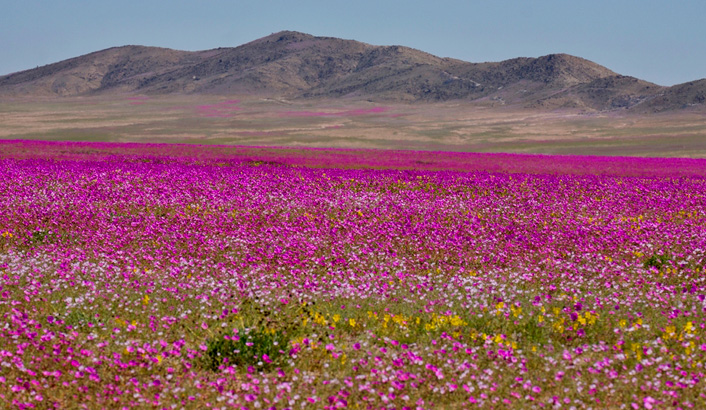 Imagem de capa - O deserto que floresce