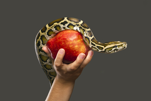 shutterstock_558908332