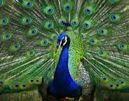 Imagem de capa - Два способа вылечить гордость