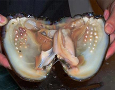 Imagem de capa - Устрица, которая не хочет терпеть боль не производит жемчуг