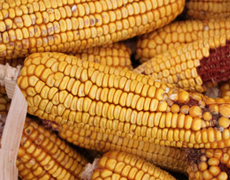 Imagem de capa - Если Бог ошибается, ни  о чем не переживайте…