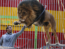 Imagem de capa - I am my own lion tamer