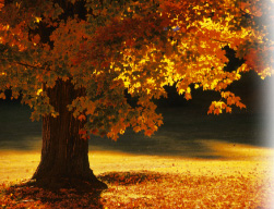 Imagem de capa - The Tree of Life