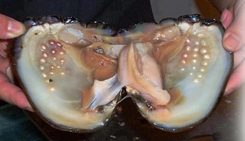 How Do Oysters Make Pearls?