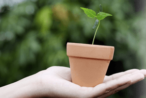 Imagem de capa - The sterile seed