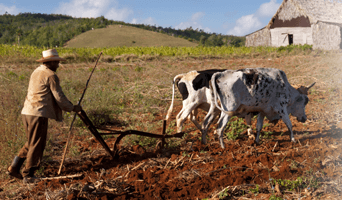 Imagem de capa - The Plow