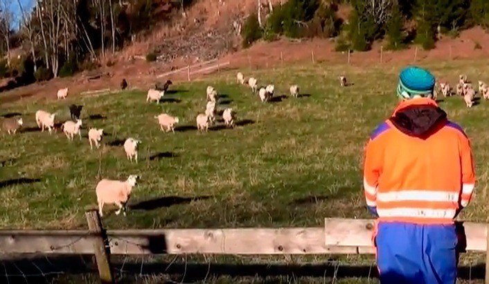 Imagem de capa - Do sheep only obey their Master's voice?