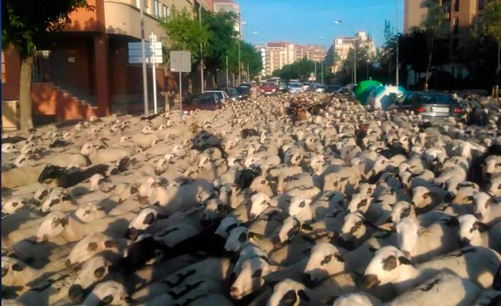 Imagem de capa - Why did these sheep scatter through the city?