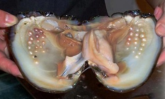 Imagem de capa - Un’ostrica che non è stata ferita non produce perle