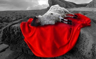 Sacrificio Vivo Portal Universal