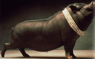Imagem de capa - Perle ai porci