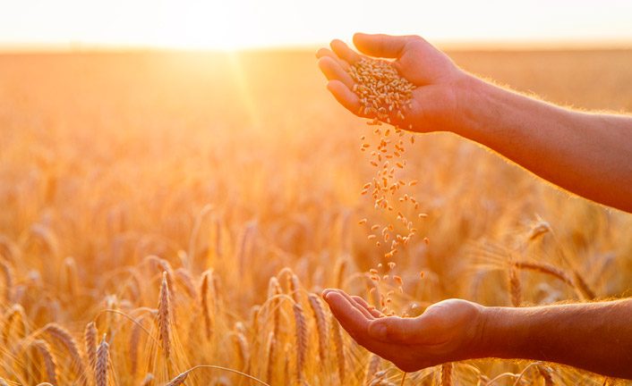 Imagem de capa - Lo Spirito Santo, i servi e le primizie