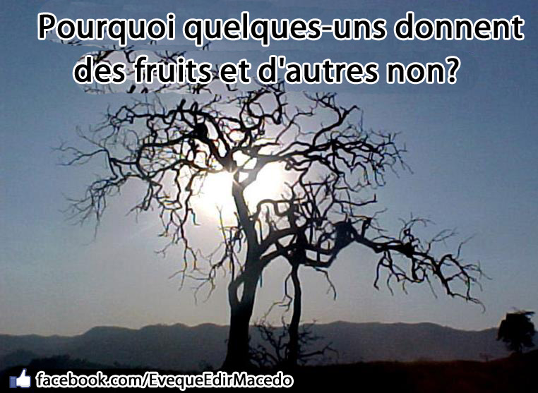 donner-fruit