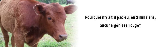 Imagem de capa - 25º Jour -  Une génisse rouge est née aux Etats-Unis