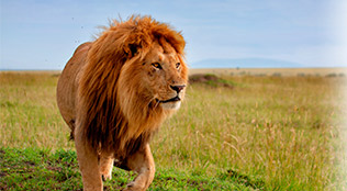 lion_dst