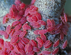 Imagem de capa - Багряный