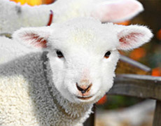 Imagem de capa - Один из секретов Церкви «Царство Божие»