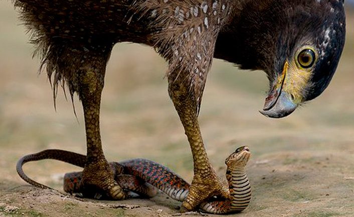 El águila y la serpiente - Portal Universal - Portal Universal