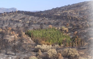 Imagem de capa - Le Cyprès, l’arbre de la foi