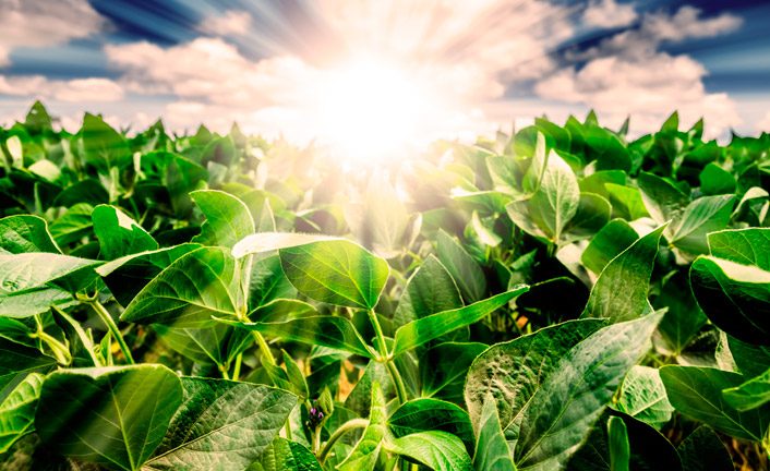 Imagem de capa - Plante du Père