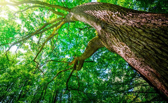 Imagem de capa - Arbre Planté par le Père