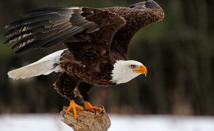 Imagem de capa - Les ailes de la foi de l’aigle 