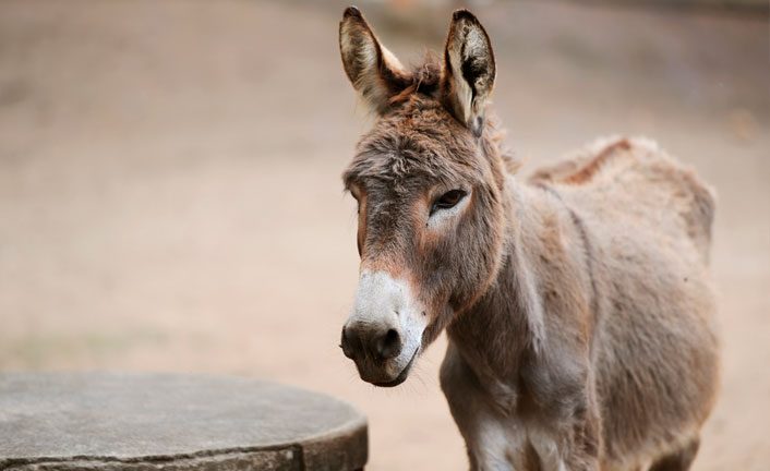 Imagem de capa - Ânon