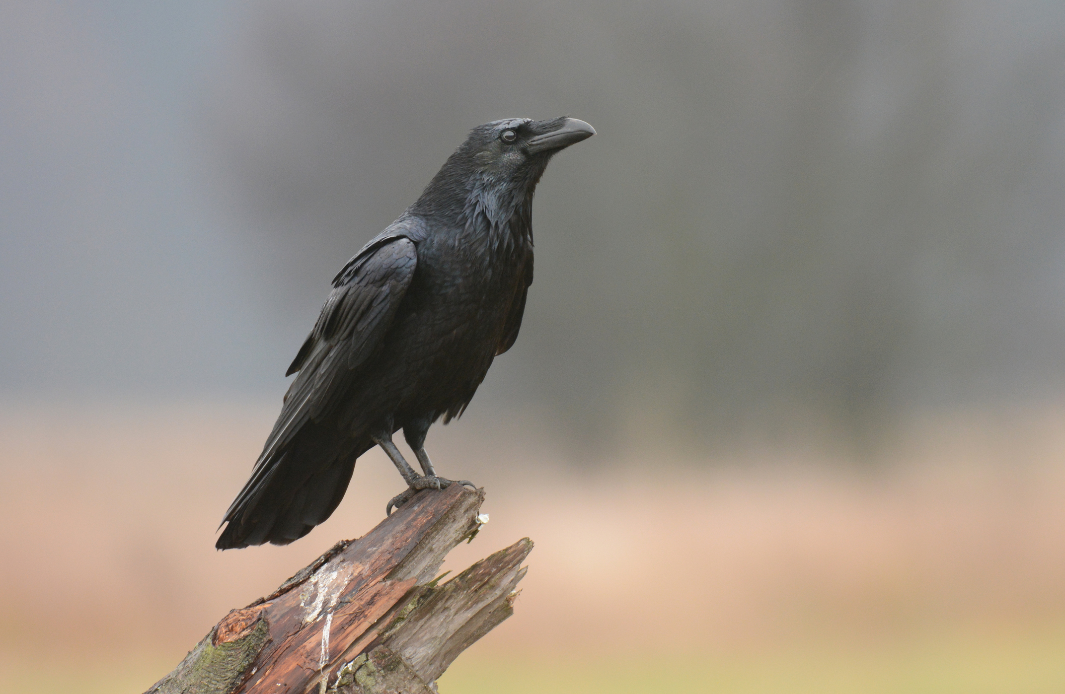 Imagem de capa - Entenda como é possível um corvo alimentar uma pessoa