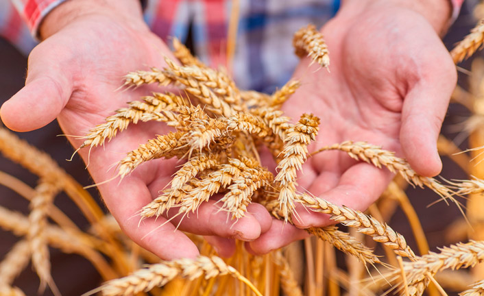 Imagem de capa - Zizzania o Grano?