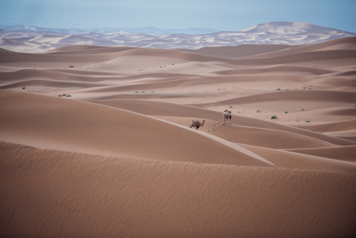 shutterstock_1180985479