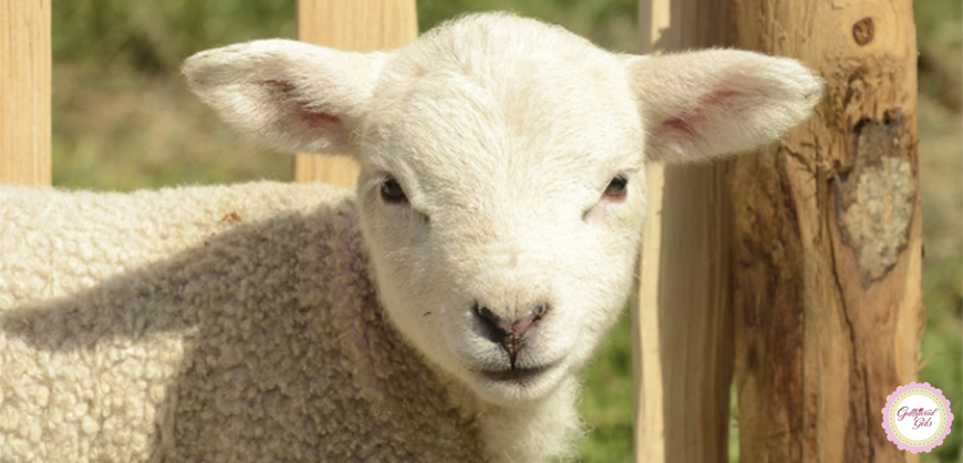 Imagem de capa - Como ovelhas que não têm pastor