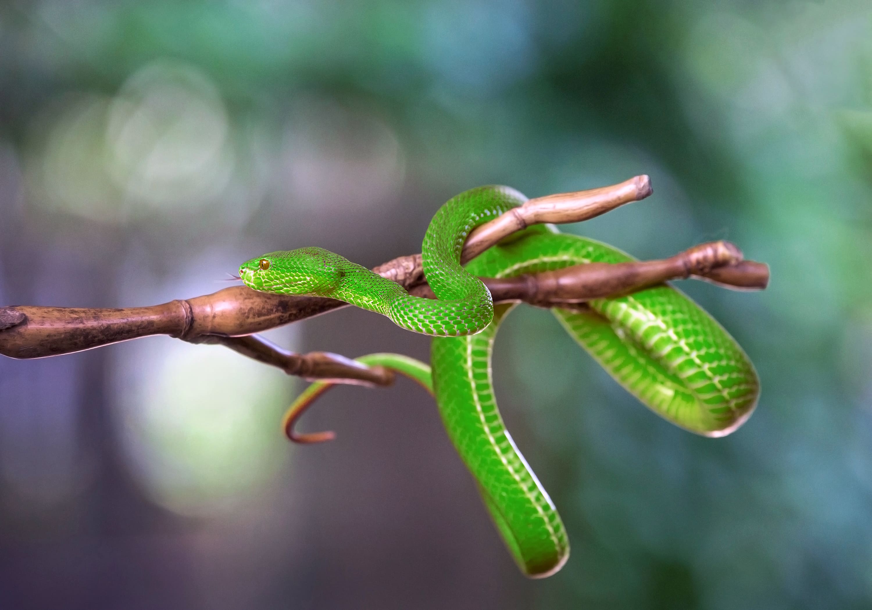 Imagem de capa - A serpente e o sábio