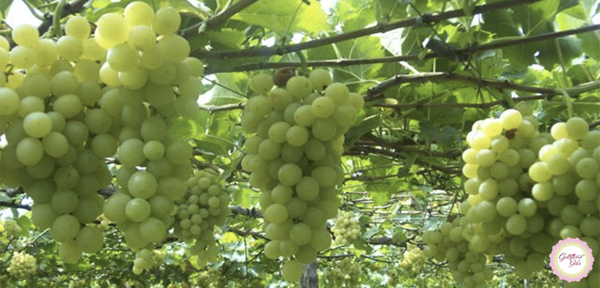 Uvas verdes