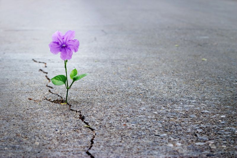 Purple,Flower,Growing,On,Crack,Street,,Soft,Focus,,Blank,Text