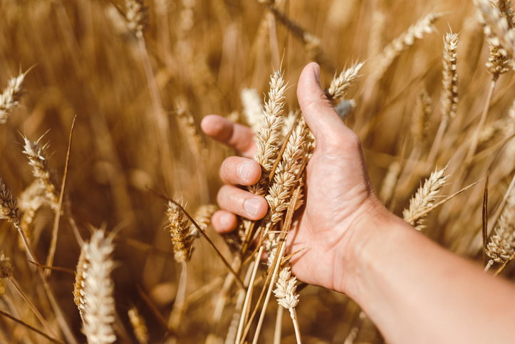 Farmer inspecting his wheat crops