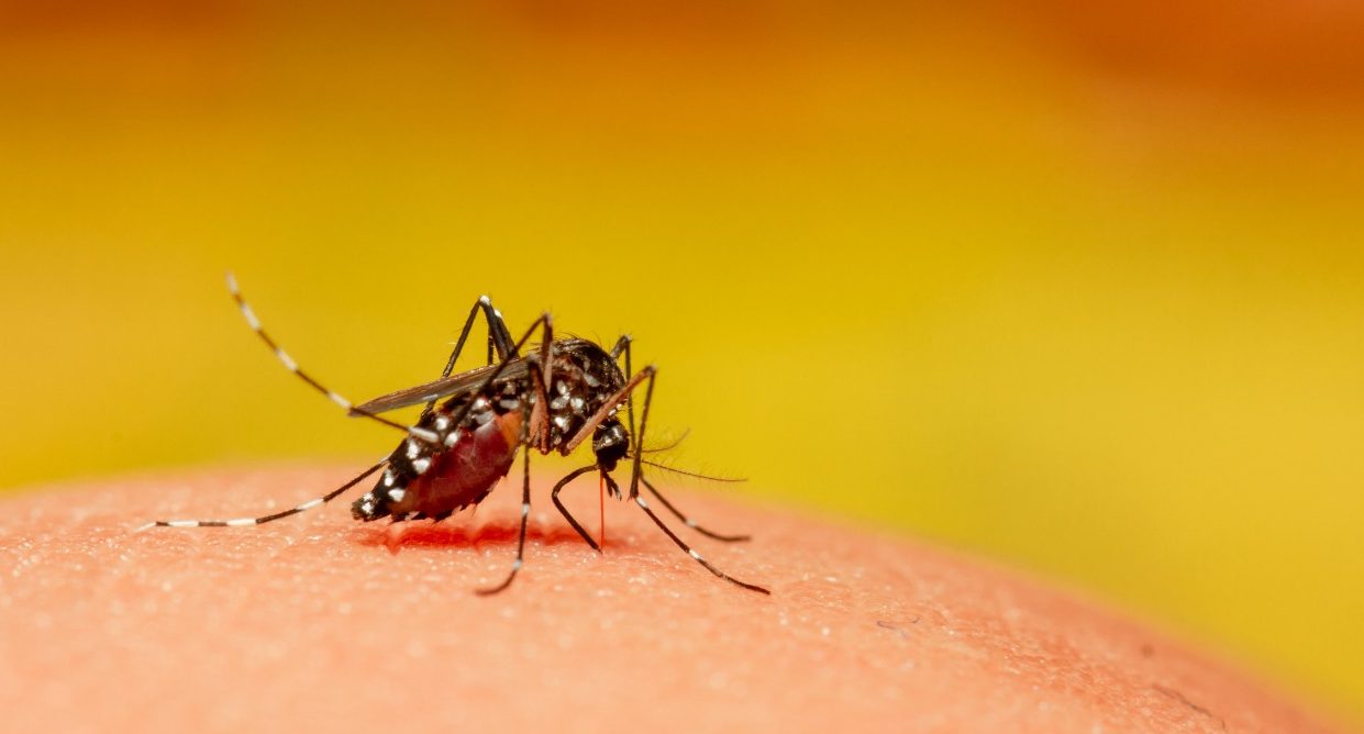 Imagem de capa - Brasil também enfrenta epidemia de dengue