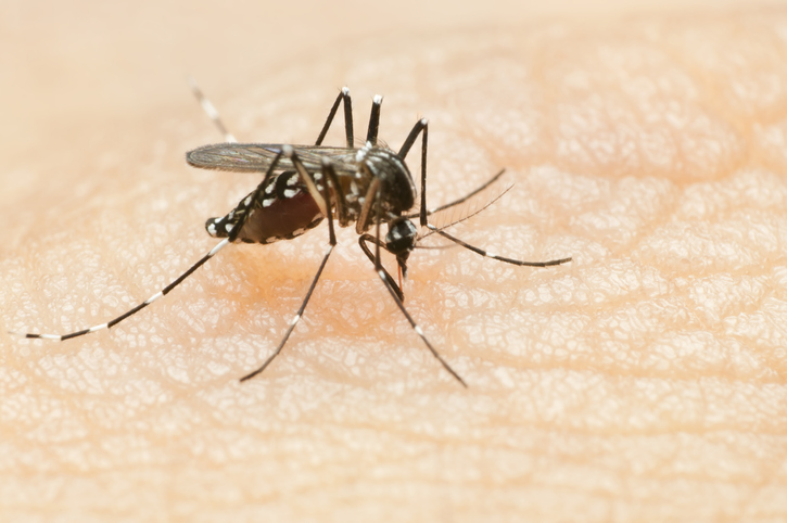 Imagem de capa - UFPB cria inseticida para combater epidemia de dengue