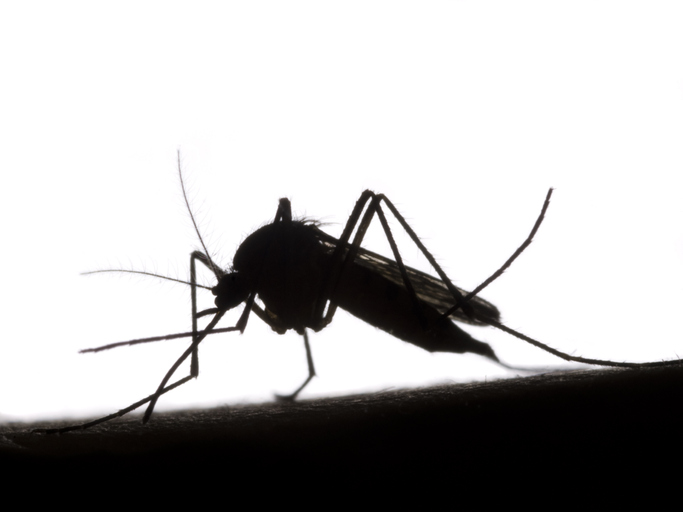 Imagem de capa - USP cria remédio que impede microcefalia causada por zika