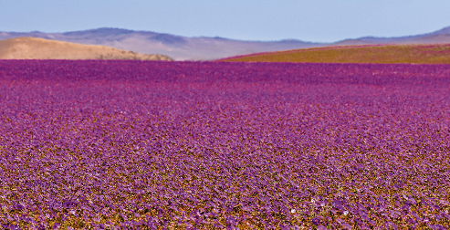 Imagem de capa - O deserto que floresce