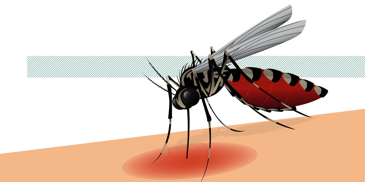 Imagem de capa - O que você não sabe sobre a chikungunya